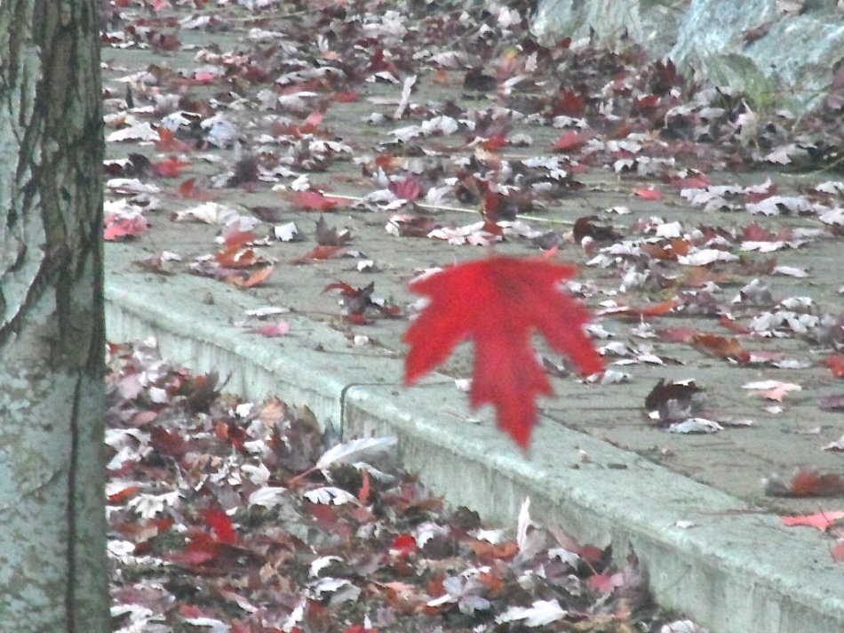 Falling leaf